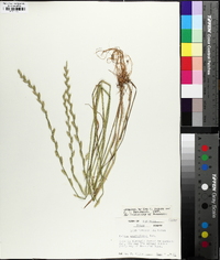 Lolium perenne subsp. multiflorum image