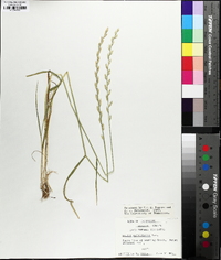 Lolium perenne subsp. multiflorum image