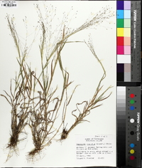 Digitaria cognata image