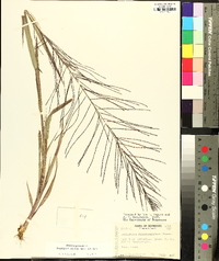 Leptochloa panicea image