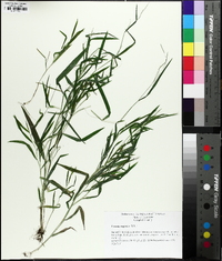 Leersia virginica image