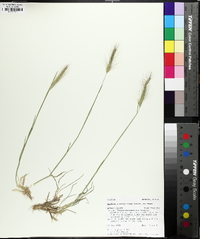 Hordeum jubatum subsp. intermedium image