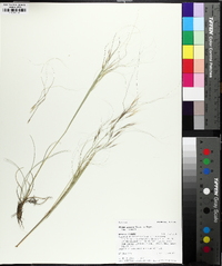 Hesperostipa comata image