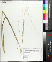 Glyceria septentrionalis image