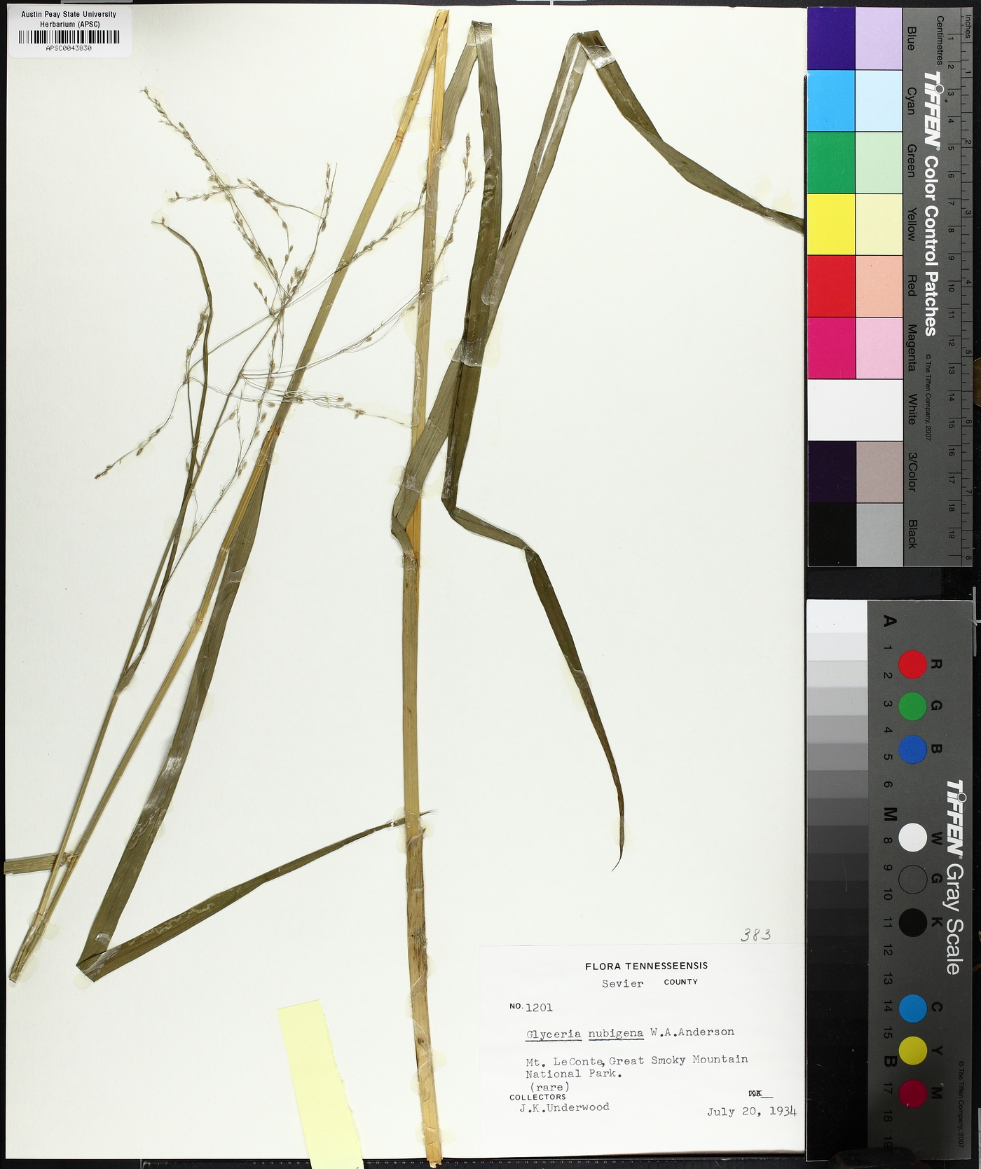 Glyceria nubigena image