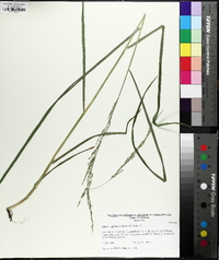 Glyceria melicaria image