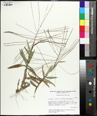 Gymnopogon ambiguus image
