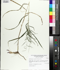 Muhlenbergia sylvatica image