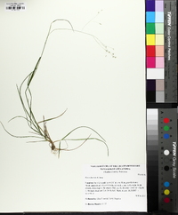 Poa sylvestris image