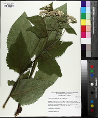 Parthenium integrifolium image