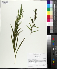 Liatris cylindracea image