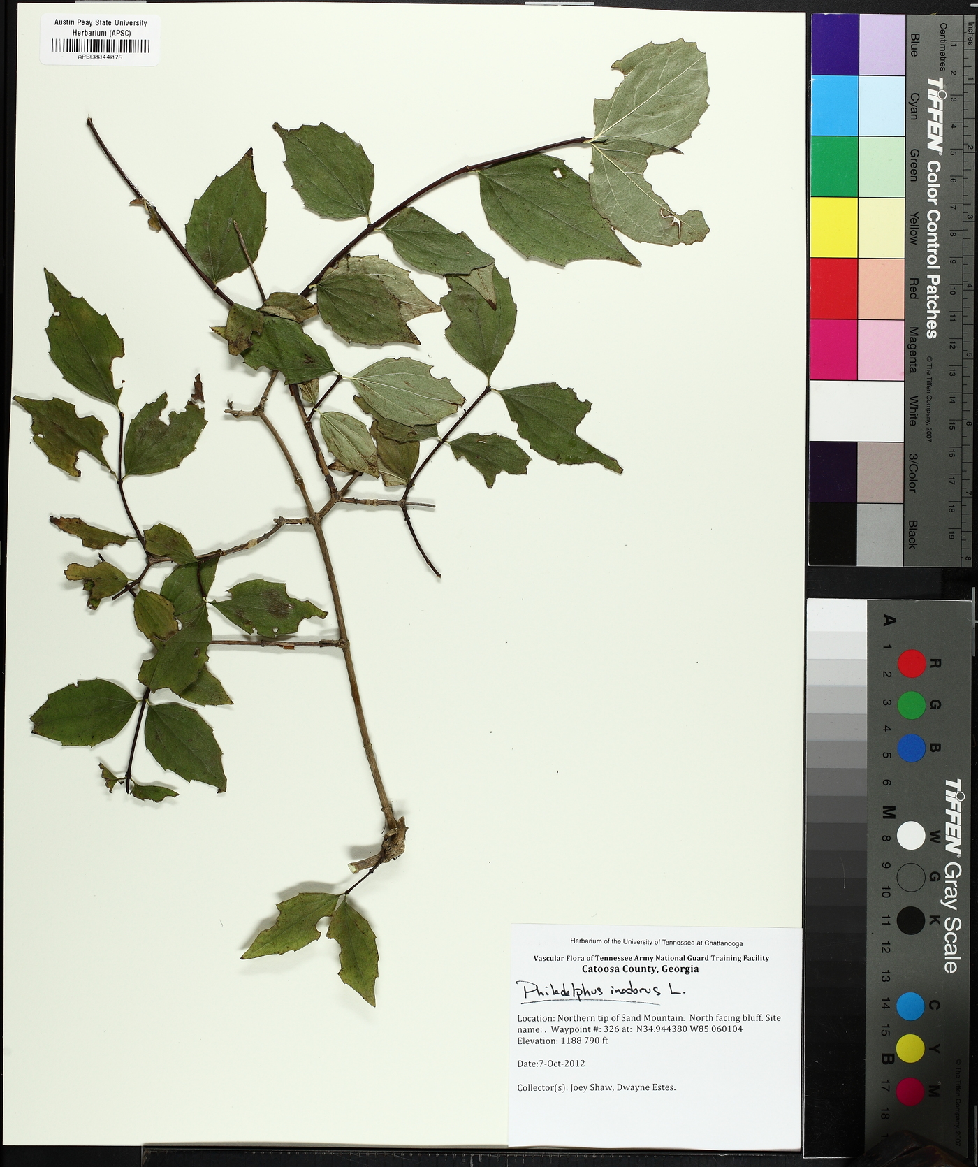 Philadelphus inodorus image