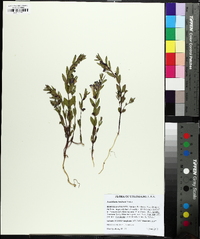 Scutellaria brittonii image