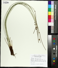 Juncus coriaceus image