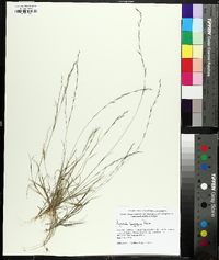 Aristida longespica image