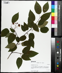 Amelanchier laevis image