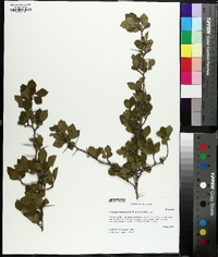 Crataegus nananixonii image