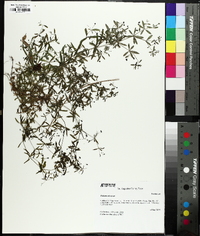 Galium obtusum image