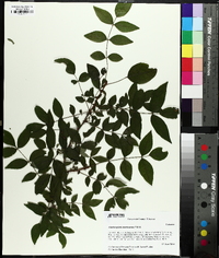 Zanthoxylum americanum image