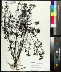 Stenaria nigricans var. nigricans image