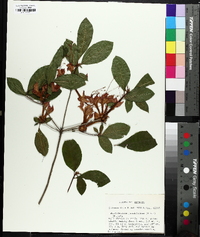 Rhododendron prunifolium image