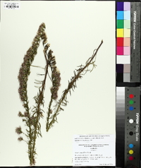 Liatris secunda image