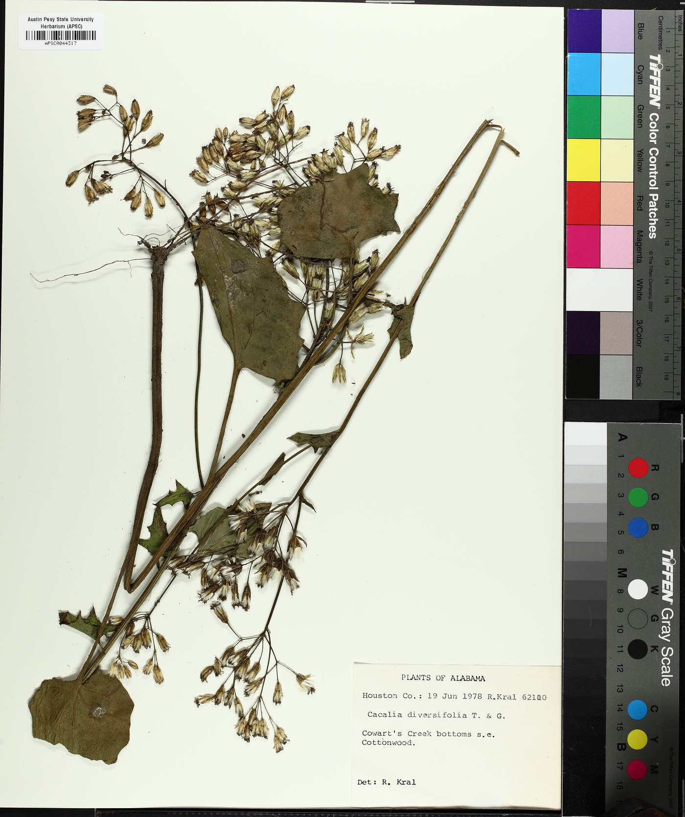 Arnoglossum diversifolium image