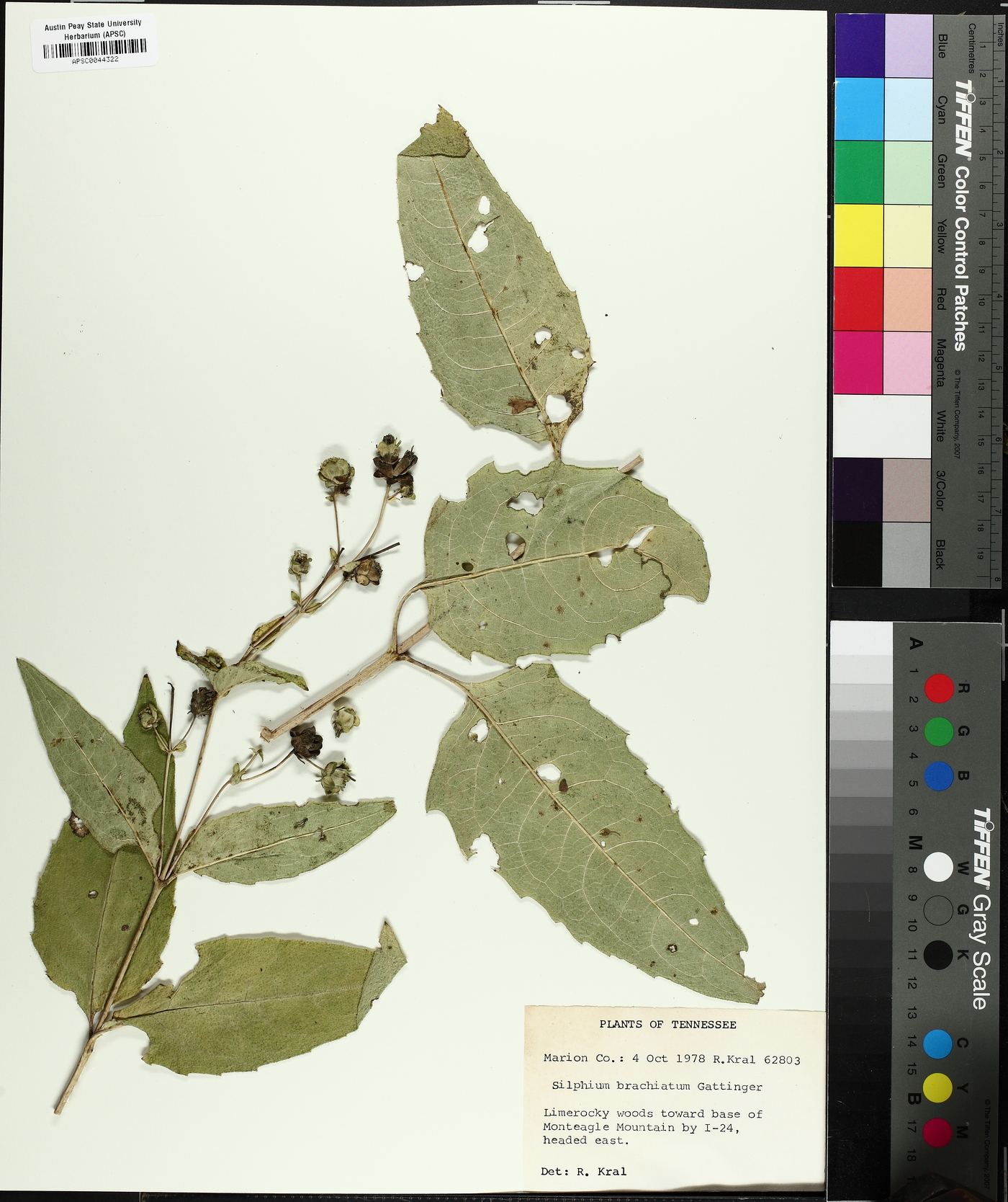 Silphium brachiatum image