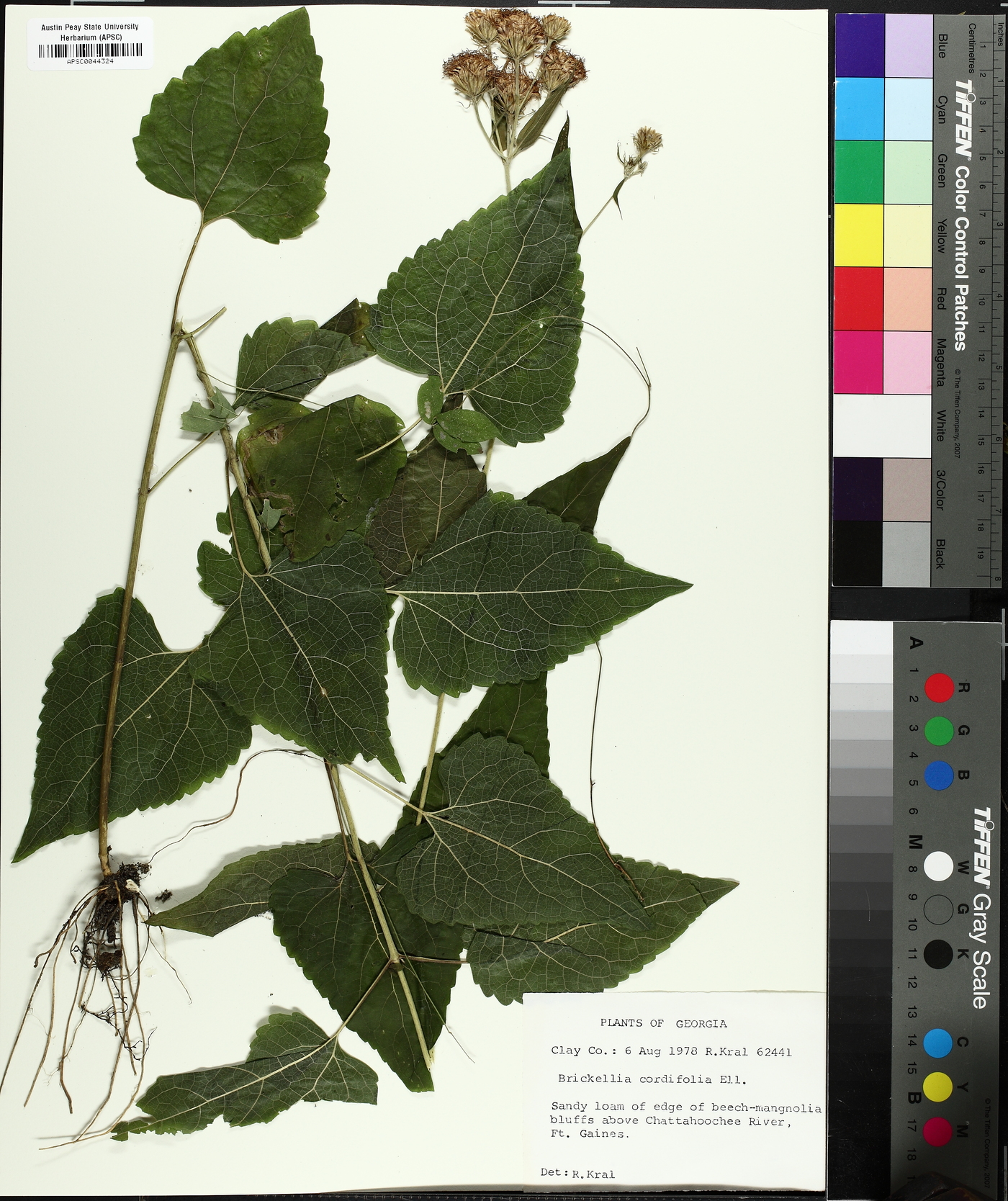 Brickellia cordifolia image