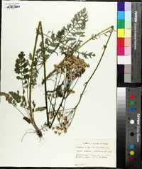 Packera millefolium image