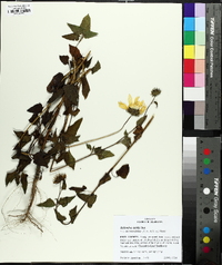 Helianthus debilis image