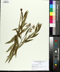 Amsonia rigida image