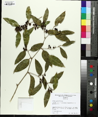 Smilax smallii image