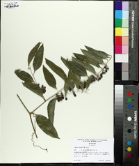 Smilax smallii image