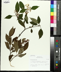 Viburnum cassinoides image