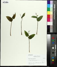 Maianthemum canadense image