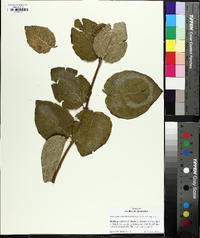 Viburnum dentatum var. dentatum image