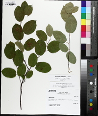 Amelanchier canadensis image