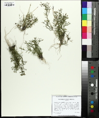 Polypremum procumbens image