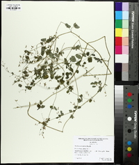 Thalictrum debile image