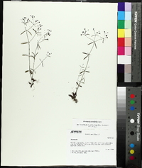 Houstonia tenuifolia image