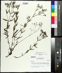 Stenaria nigricans image