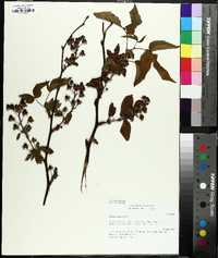 Rubus canadensis image