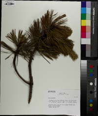 Pinus rigida image