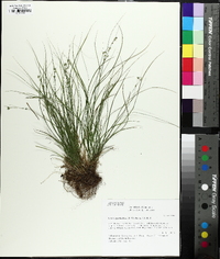 Carex appalachica image