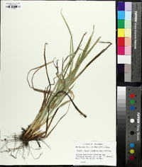 Carex latebracteata image