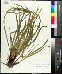 Carex purpurifera image