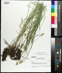 Carex bebbii image