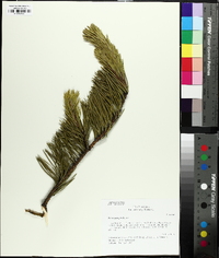 Pinus pungens image