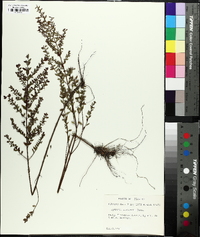 Lythrum curtissii image